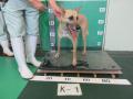 5/16　雑種(浦添市)　K-1