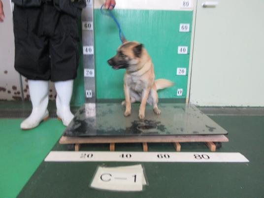 枚目写真