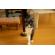 5/21＿No.65　雑種(南城市)