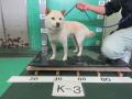 6/13　柴犬(恩納村)　K-3　返還しました