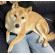6/20＿No.81　柴犬（南城市）