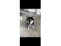 6/20＿No.83　柴犬(南城市)