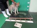 7/14　雑種(浦添市)　K-1　返還しました
