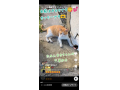 8/29＿No.147　雑種(沖縄市)