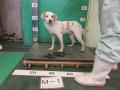 12/5　雑種(名護市)　M-1　〇