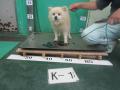 12/11　ポメラニアン(金武町)　K-1