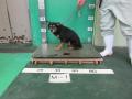 1/20　雑種(うるま市)　M-1　返還しました