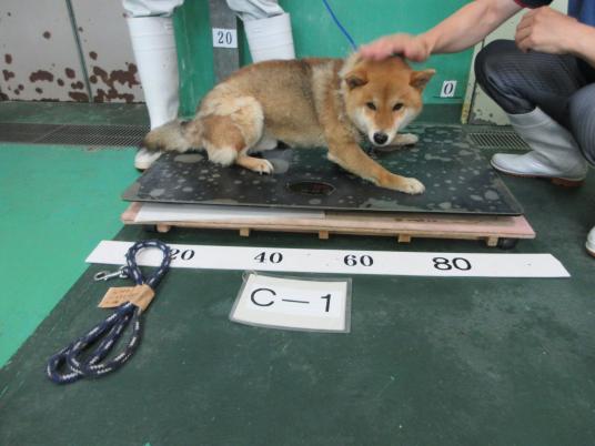 枚目写真