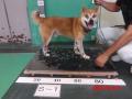 7/28　柴犬(西原町)　S-1