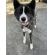 9/7＿No.129　秋田犬(那覇市）