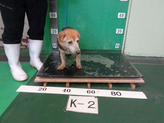 2枚目写真
