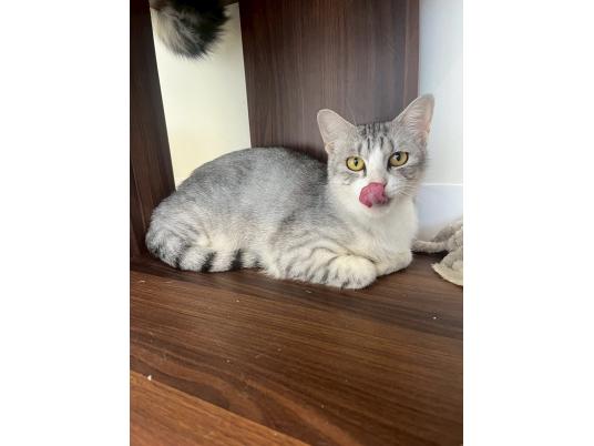 2枚目写真