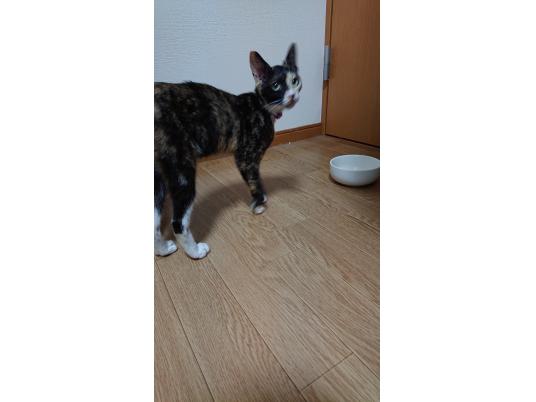 3枚目写真