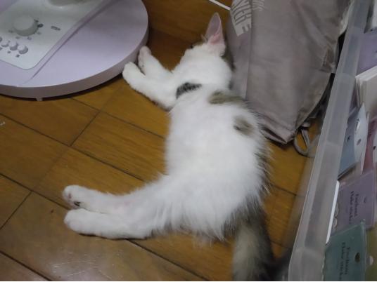 3枚目写真