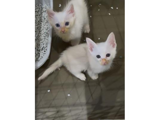 4枚目写真