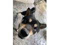 保護N0.399 柴犬(うるま市)