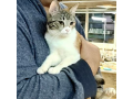 保護N0.193 雑種(読谷村)