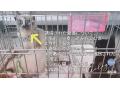 2/24_N0.424 雑種(南城市)