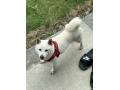 7/31_No.181 柴犬(南城市)
