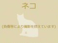 9/21 雑種(豊見城市) M-1
