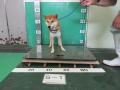 10/15　柴犬(浦添市)　S-1