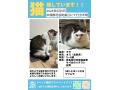 5/19_No.62 雑種(北谷町)