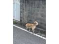 保護No.63　雑種(嘉手納町)
