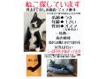5/30_No.74 雑種(那覇市)