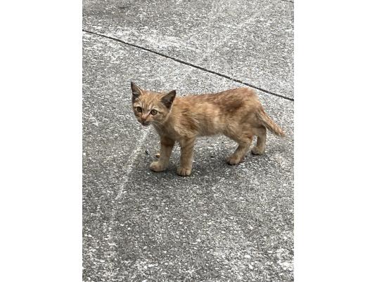 枚目写真