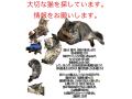 6/17_No.93 雑種(那覇市)