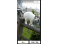 6/20_No.97 雑種(浦添市)