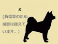 7/11　雑種(南城市)　S-1　返還しました