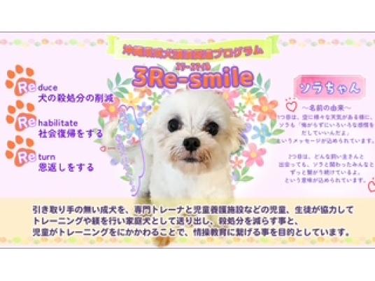 成犬譲渡促進プログラム　ソラ