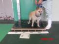 9/10　雑種(宜野湾市)　K-1　返還しました