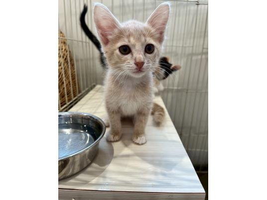 推進棟　チーノ