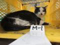 12/5　雑種(名護市)　M-1