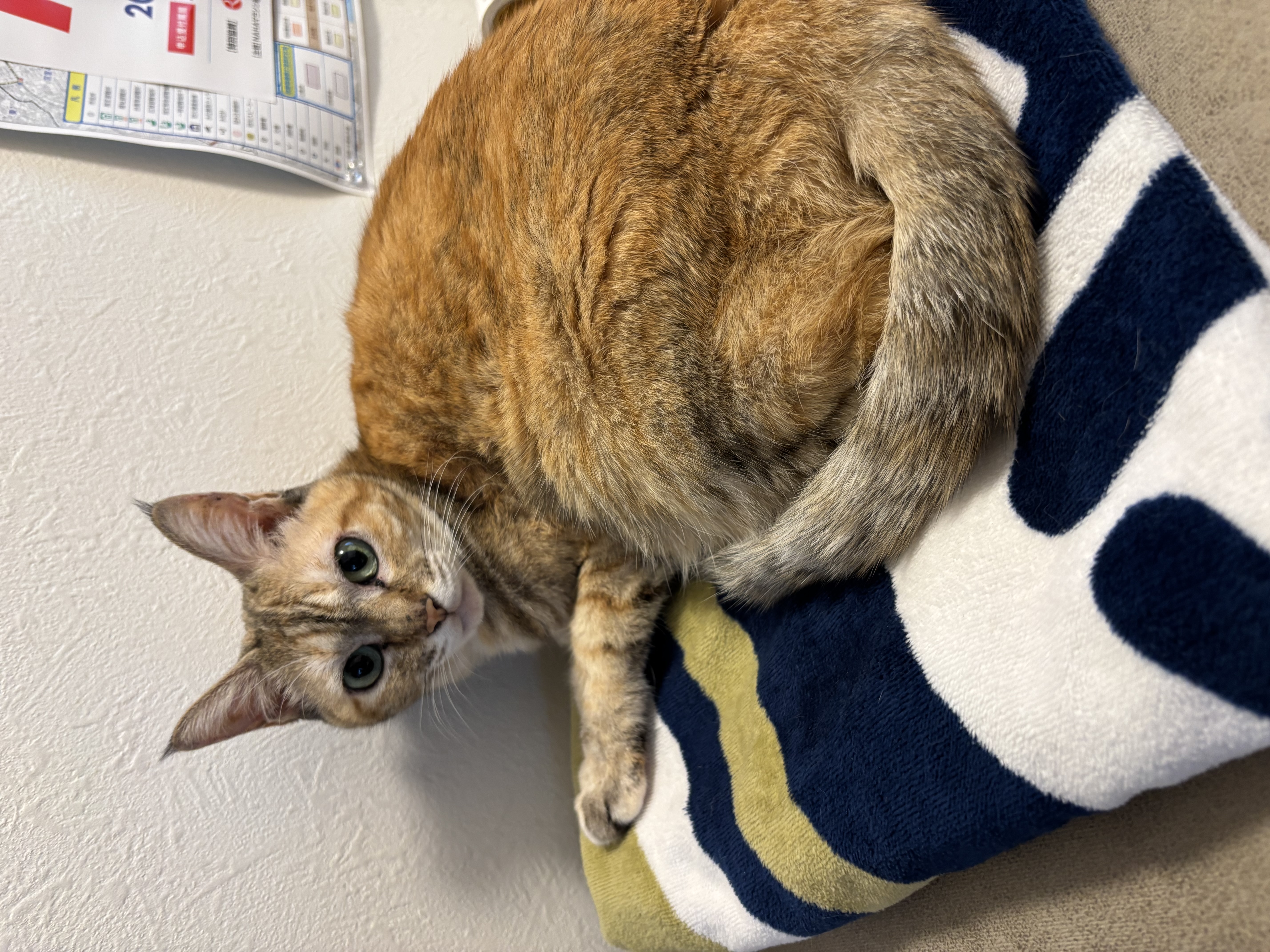 1/29＿No.305　雑種(うるま市)