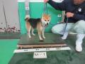 2/10　柴犬(南風原町)　M-1