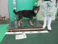 2/27　柴犬(沖縄市)　C-1