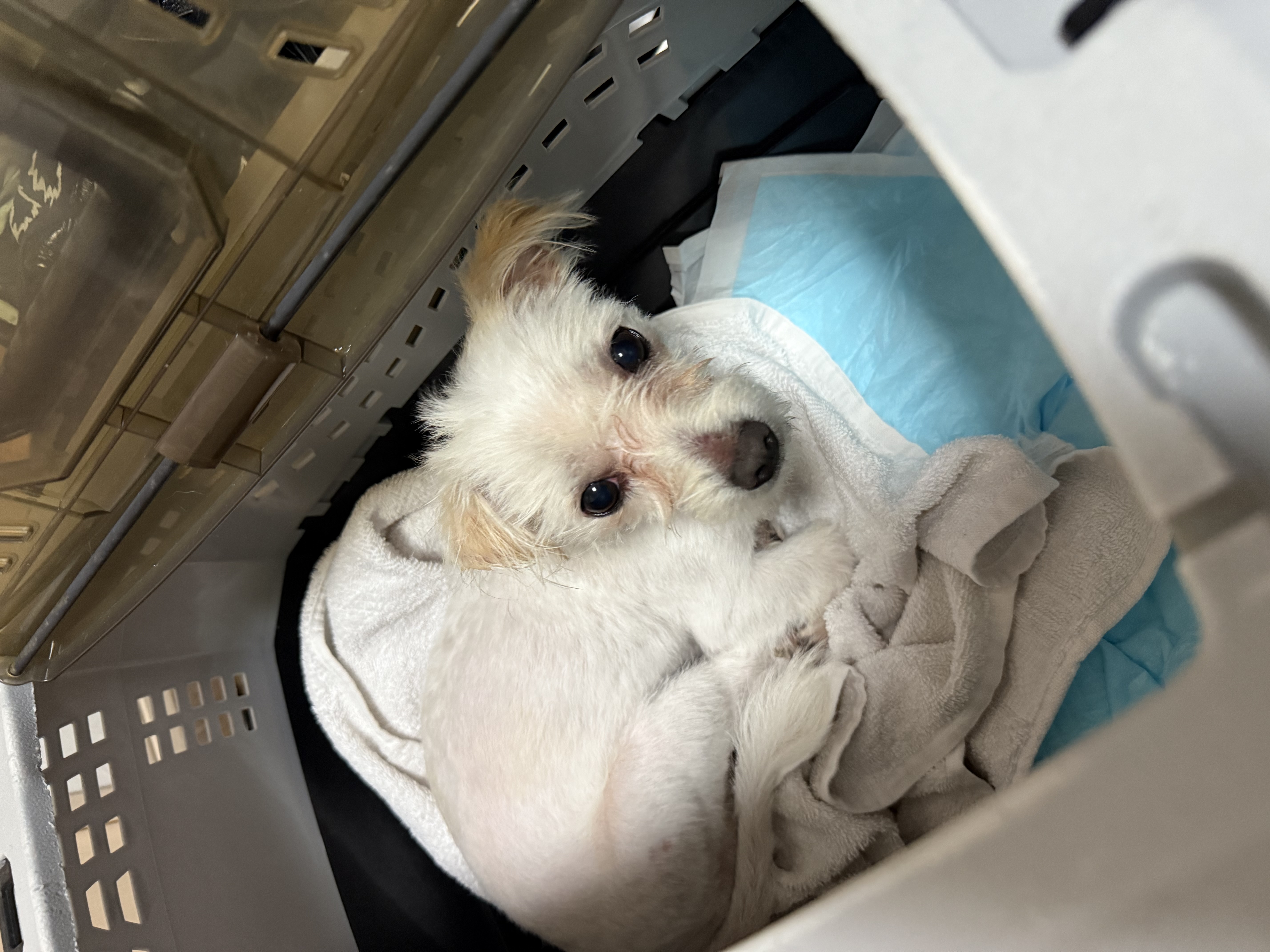 保護No.449　雑種(与那原町)