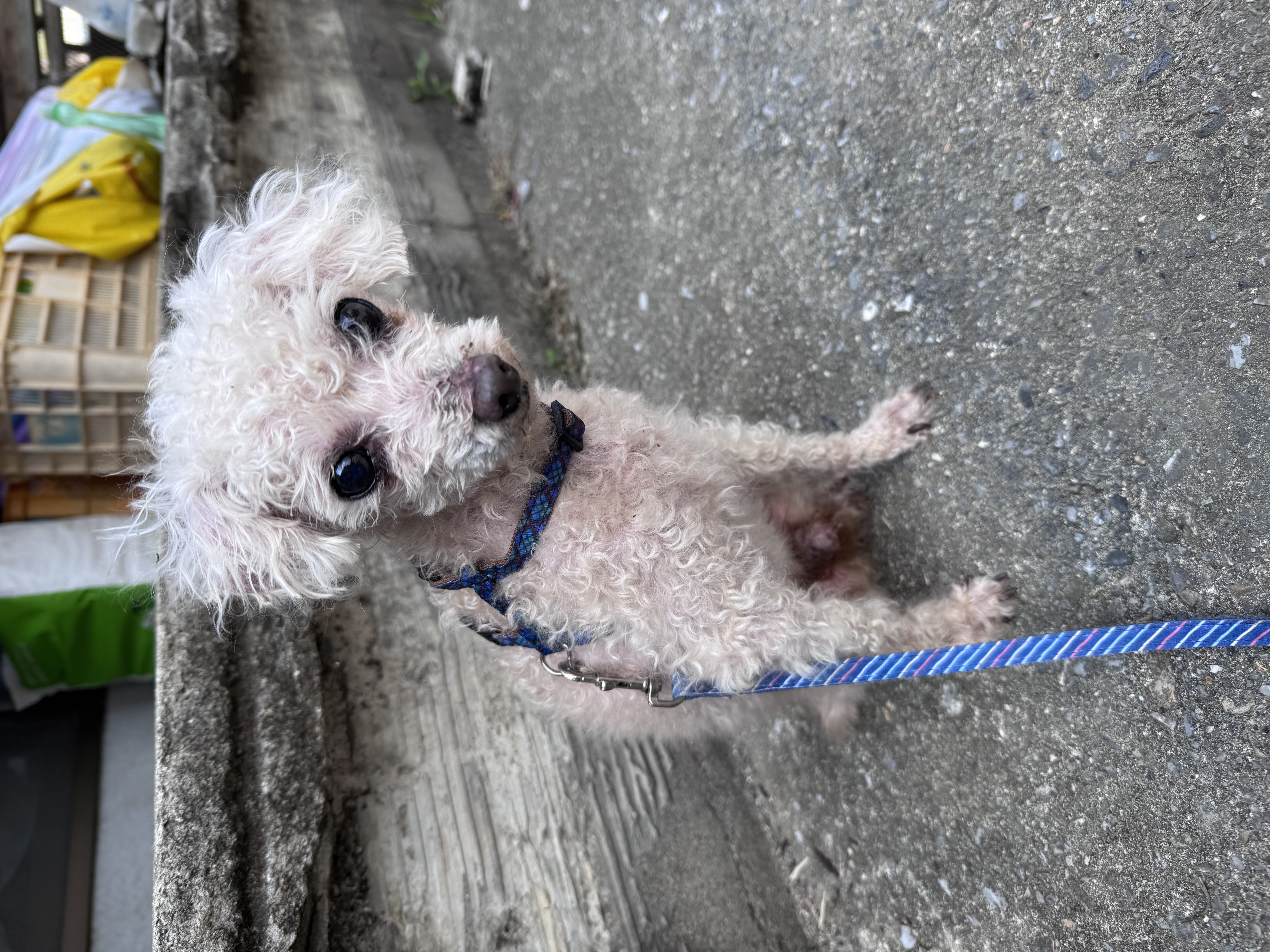 保護No.455　トイプードル(恩納村)