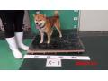 3/23　柴犬(南城市)　K-1