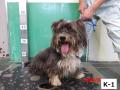 4/20　テリア系(八重瀬町)　K-1