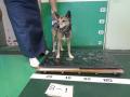 5/7　雑種(宜野湾市)　S-1