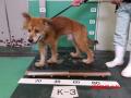5/7　雑種(宜野湾市)　K-3