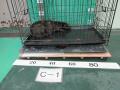 5/8　雑種(恩納村)　C-1