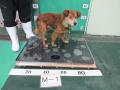 5/14　雑種(南城市)　M-1