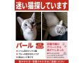 5/15＿No.43　雑種(那覇市)