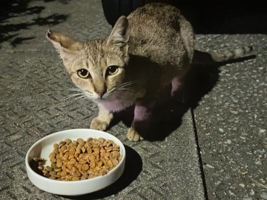 枚目写真