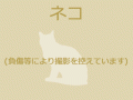 6/8　雑種(宜野湾市)　M-1